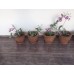 Coco Fiber  Planter Pot  for indoor gardening - 7.5 x 7.5 cm 
